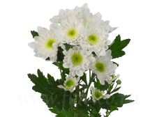 Хризантема кустовая белая, Липецк