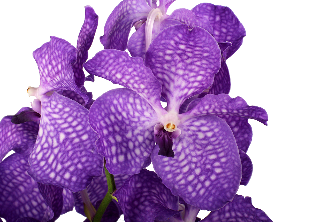 Орхидеи в Липецке недорого