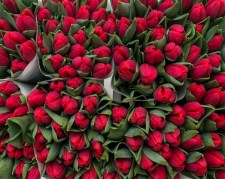 Тюльпаны купить 8 марта Липецк