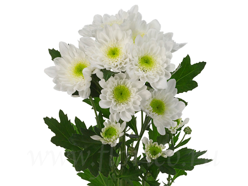 Хризантема кустовая белая, Липецк