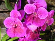 Орхидея купить Липецк